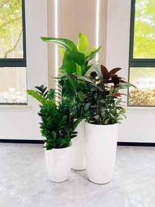 江北盆景租摆哪家好