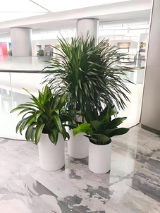 揭秘宁波镇海盆景租摆价格，真相惊人！